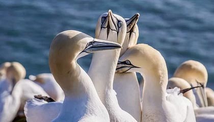 山东鲁能力保不败金身 国乒主力各自带队晋级四强