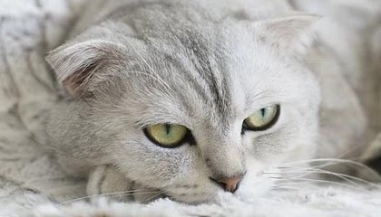 开云投注-周冠宇成为F1凯迪拉克车队储备车手